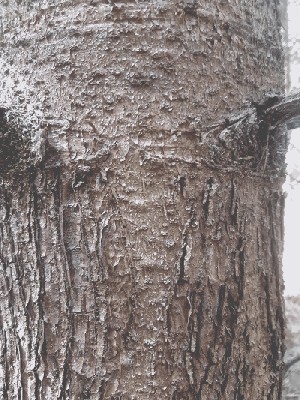 drzewo2.jpg