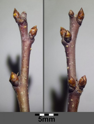 Prunus_spinosa_sl6.jpg